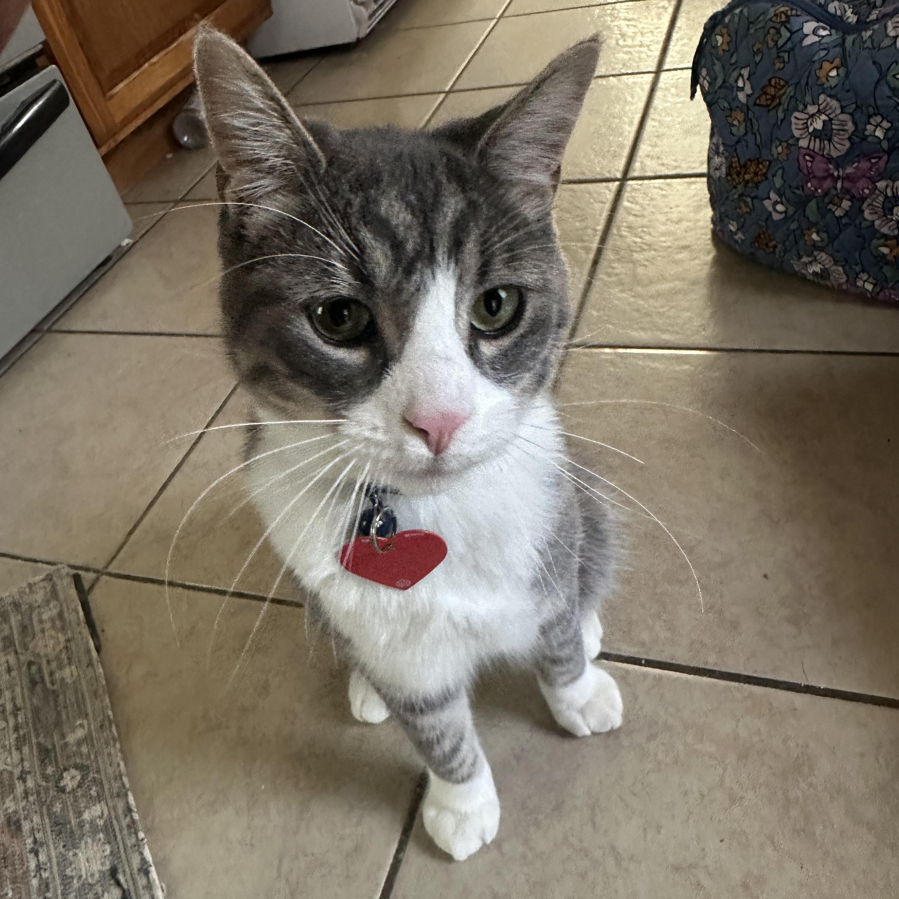 Olaf Courtesy Listed, a ADOPTABLE Domestic Short Hair in Midland, MI image 1/2
