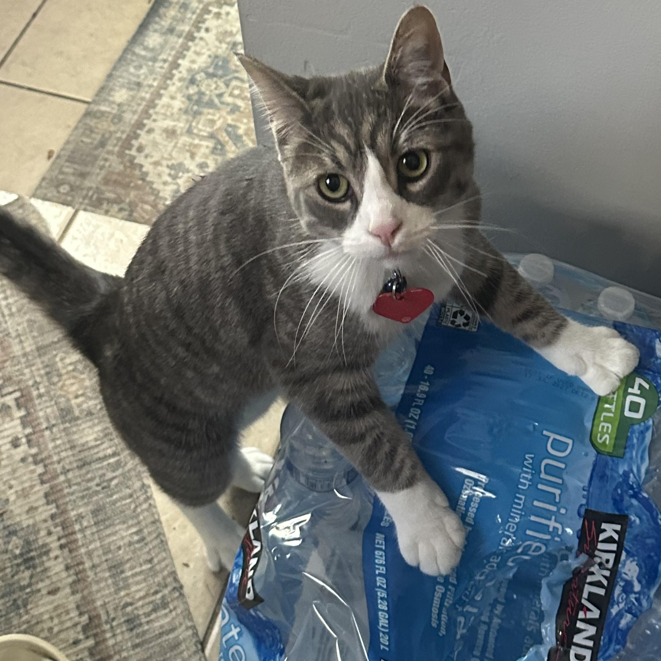 Olaf Courtesy Listed, a ADOPTABLE Domestic Short Hair in Midland, MI image 2/2