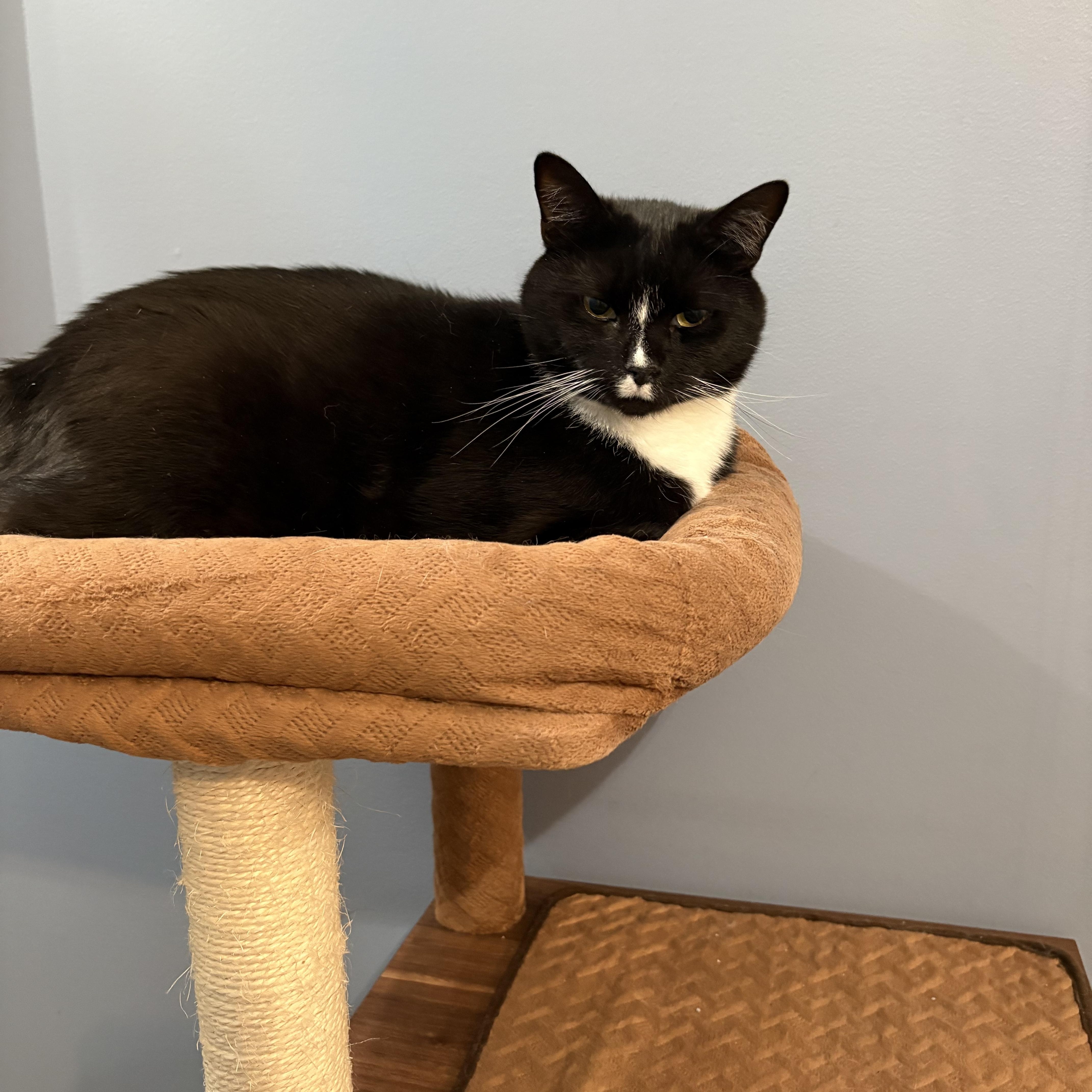 Randall, a Adoptable American Shorthair in Sneads Ferry, NC image 3/5