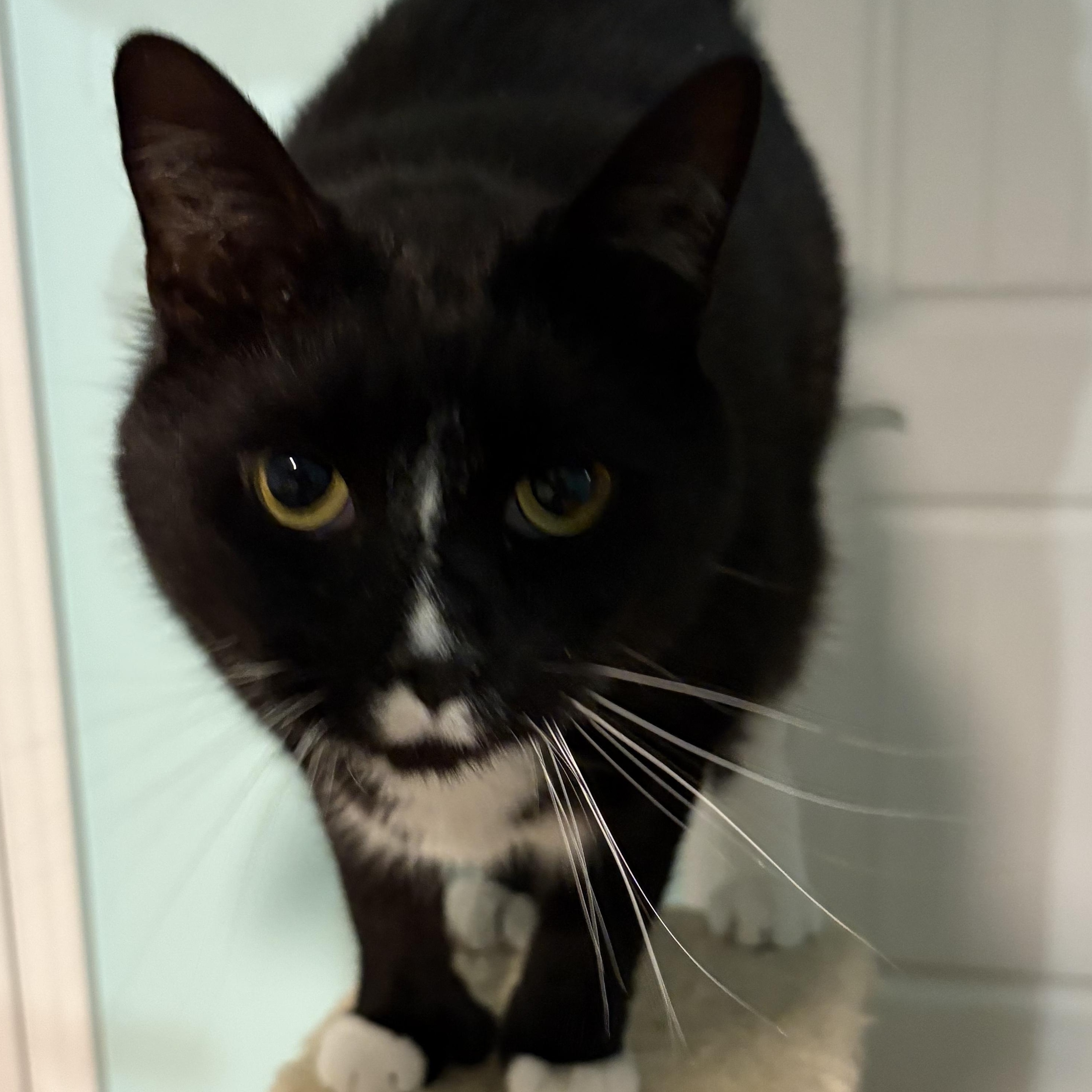 Randall, a Adoptable American Shorthair in Sneads Ferry, NC image 2/5