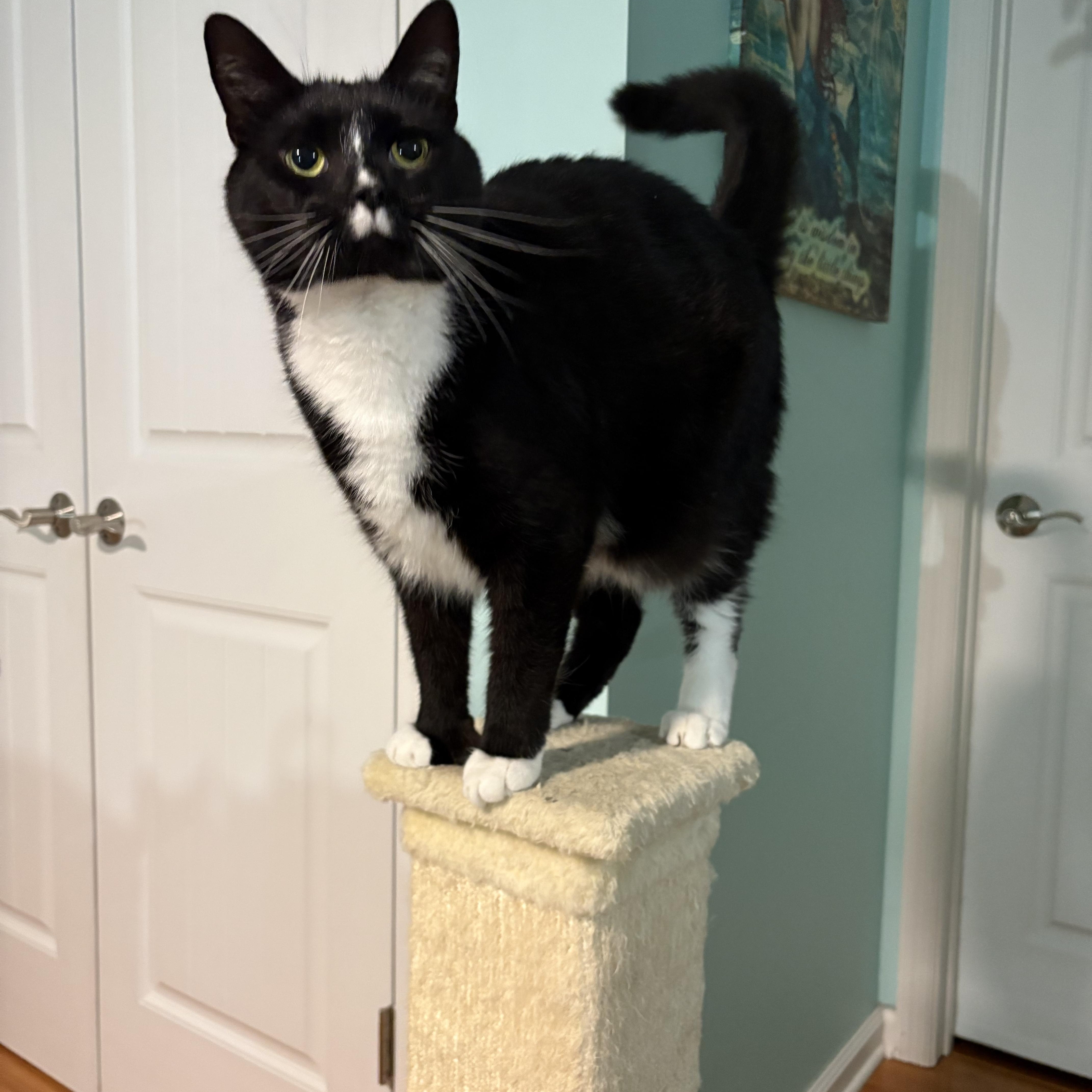 Randall, a Adoptable American Shorthair in Sneads Ferry, NC image 1/5