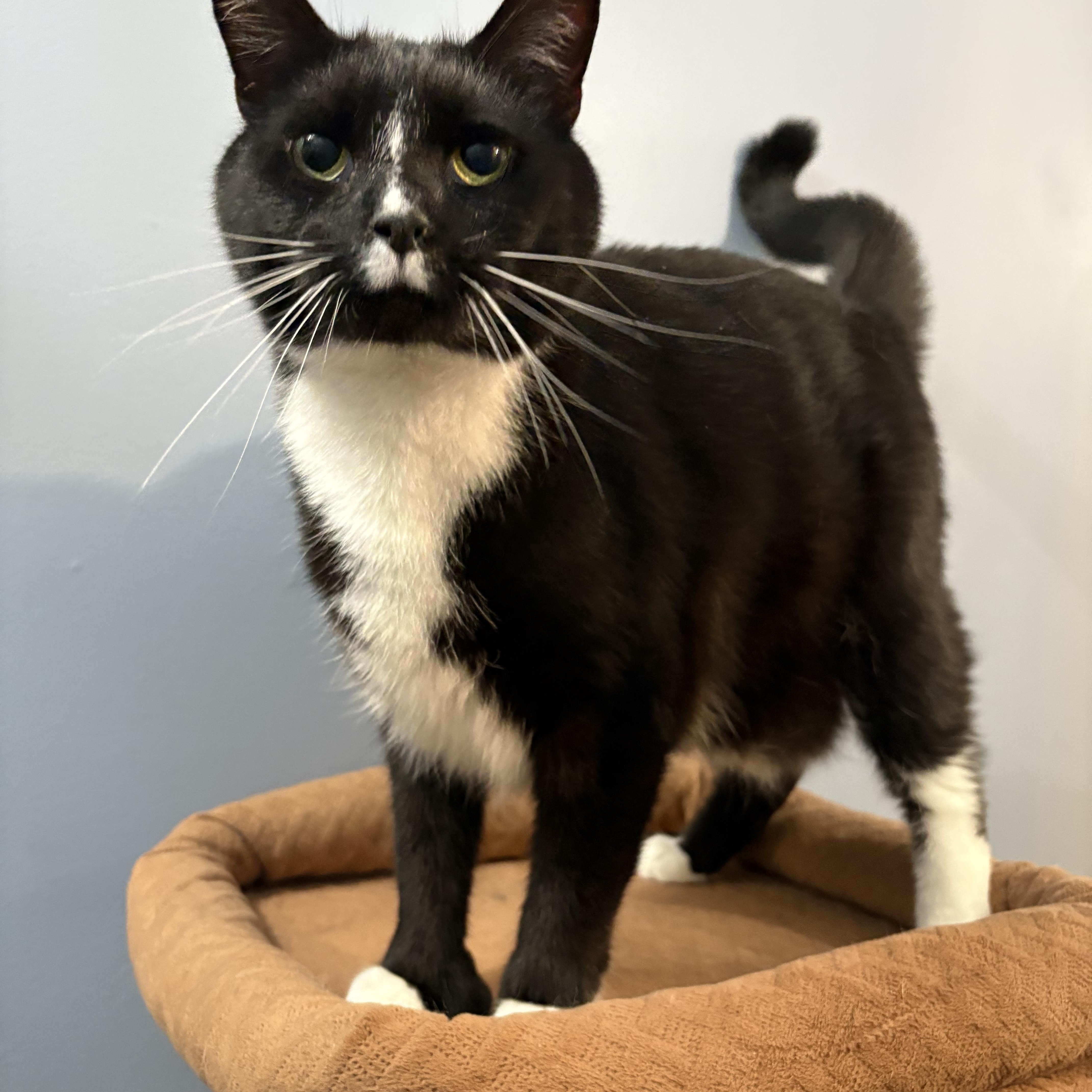 Randall, a Adoptable American Shorthair in Sneads Ferry, NC image 4/5