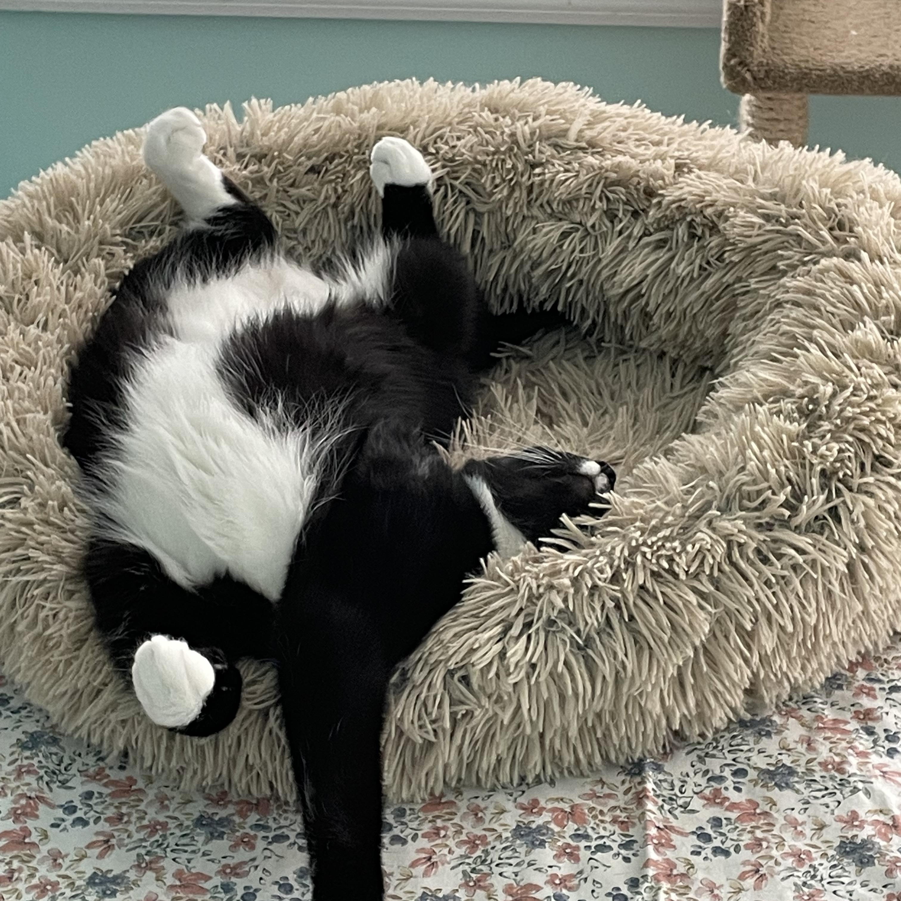 Randall, a Adoptable American Shorthair in Sneads Ferry, NC image 5/5