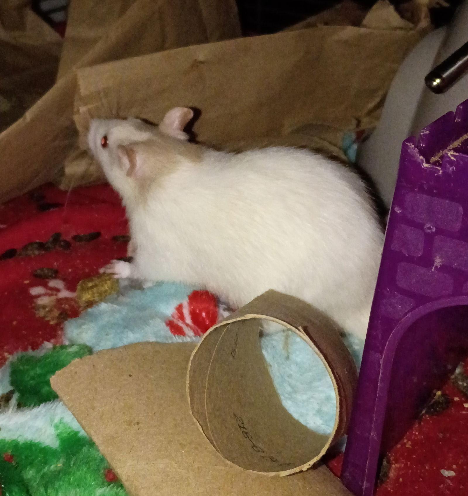 Diane, Deborah, and siblings, Adoptable, Young Female Rat.