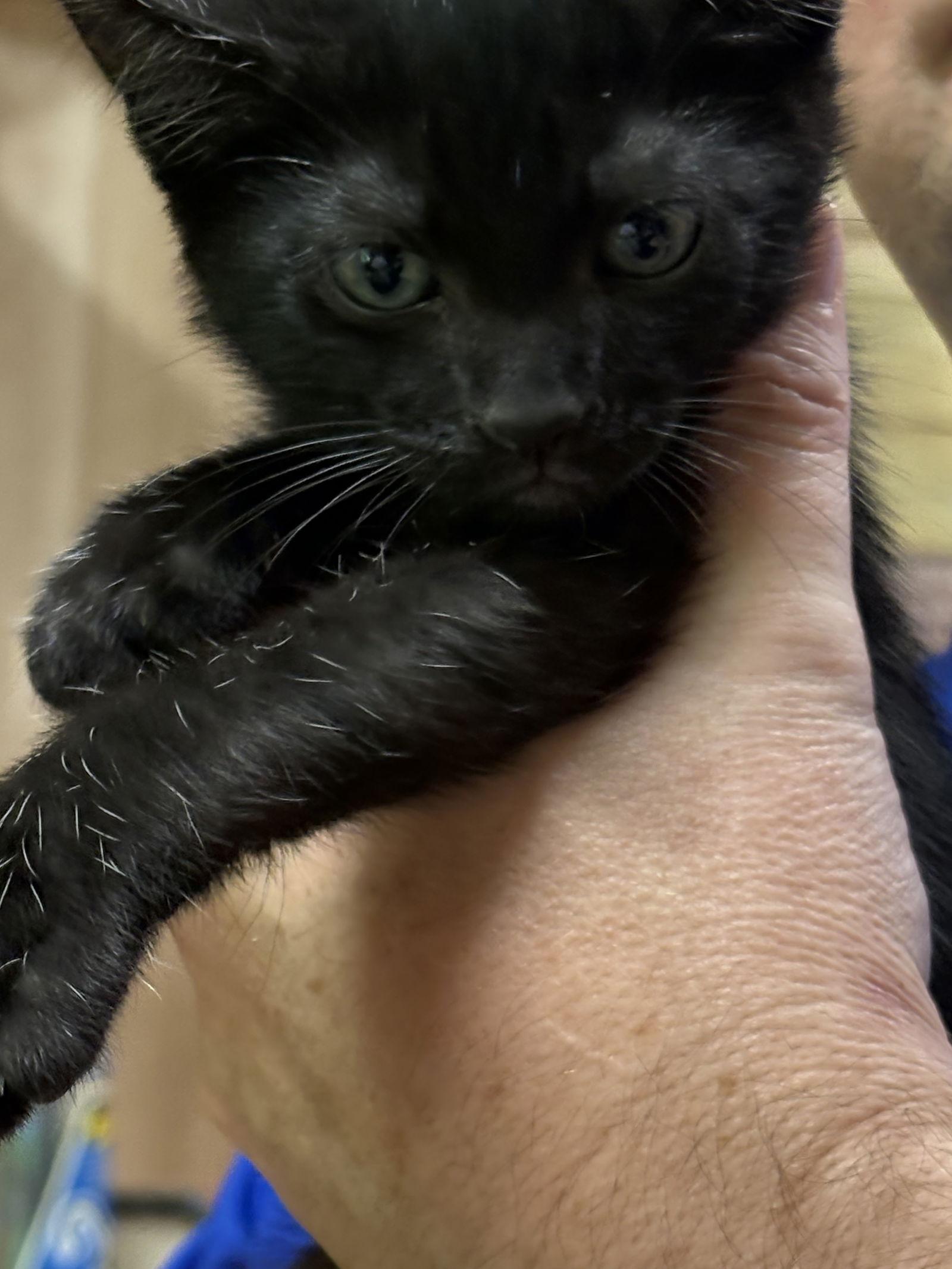 Nillson, Adoptable, Young Male Domestic Short Hair.