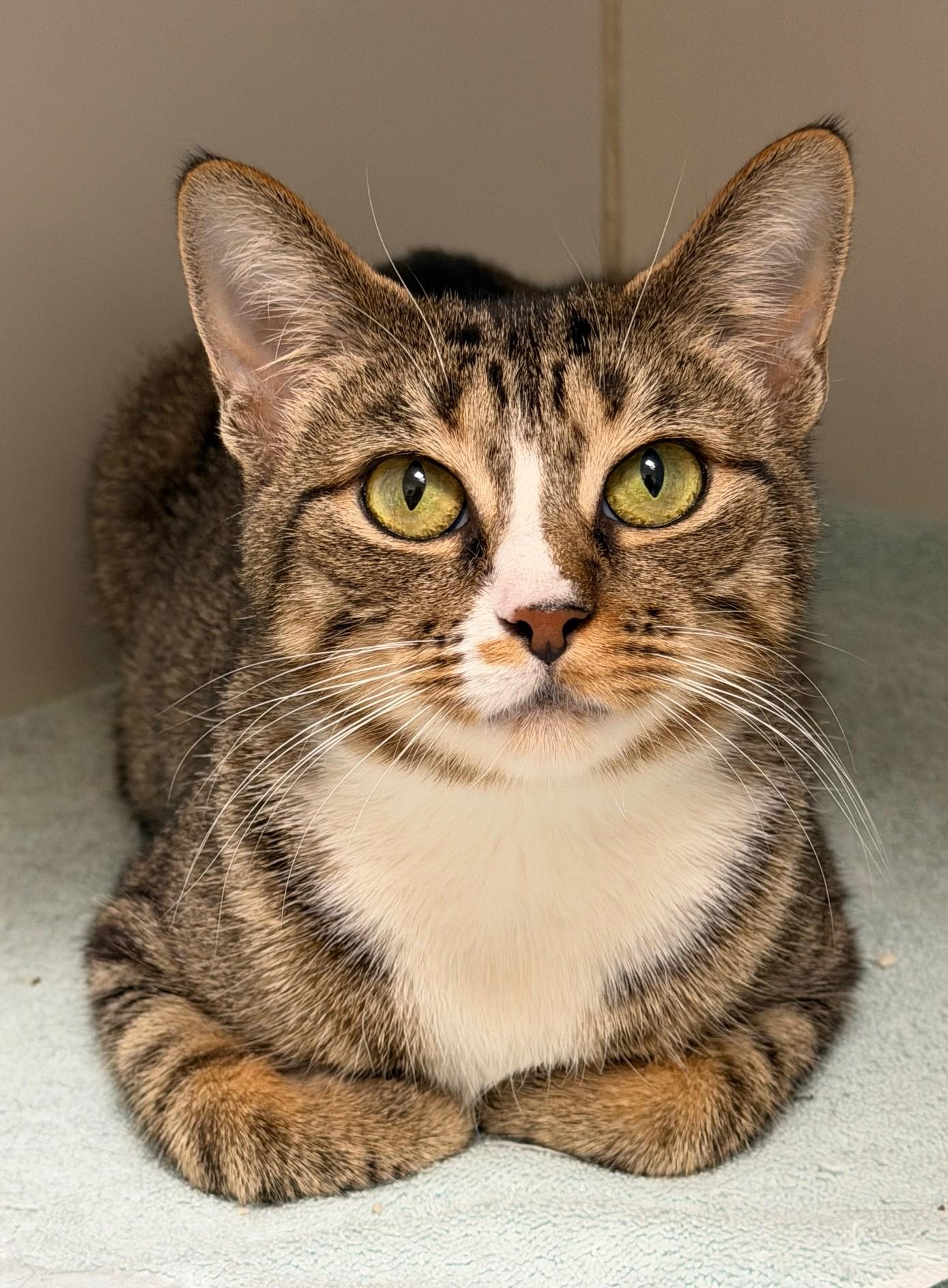 Goody, Adoptable, Young Female Domestic Short Hair.