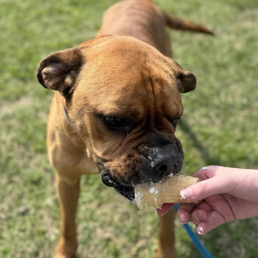 Enlarge Borris, a Adoptable Mixed Breed in Houston, TX image 1/6