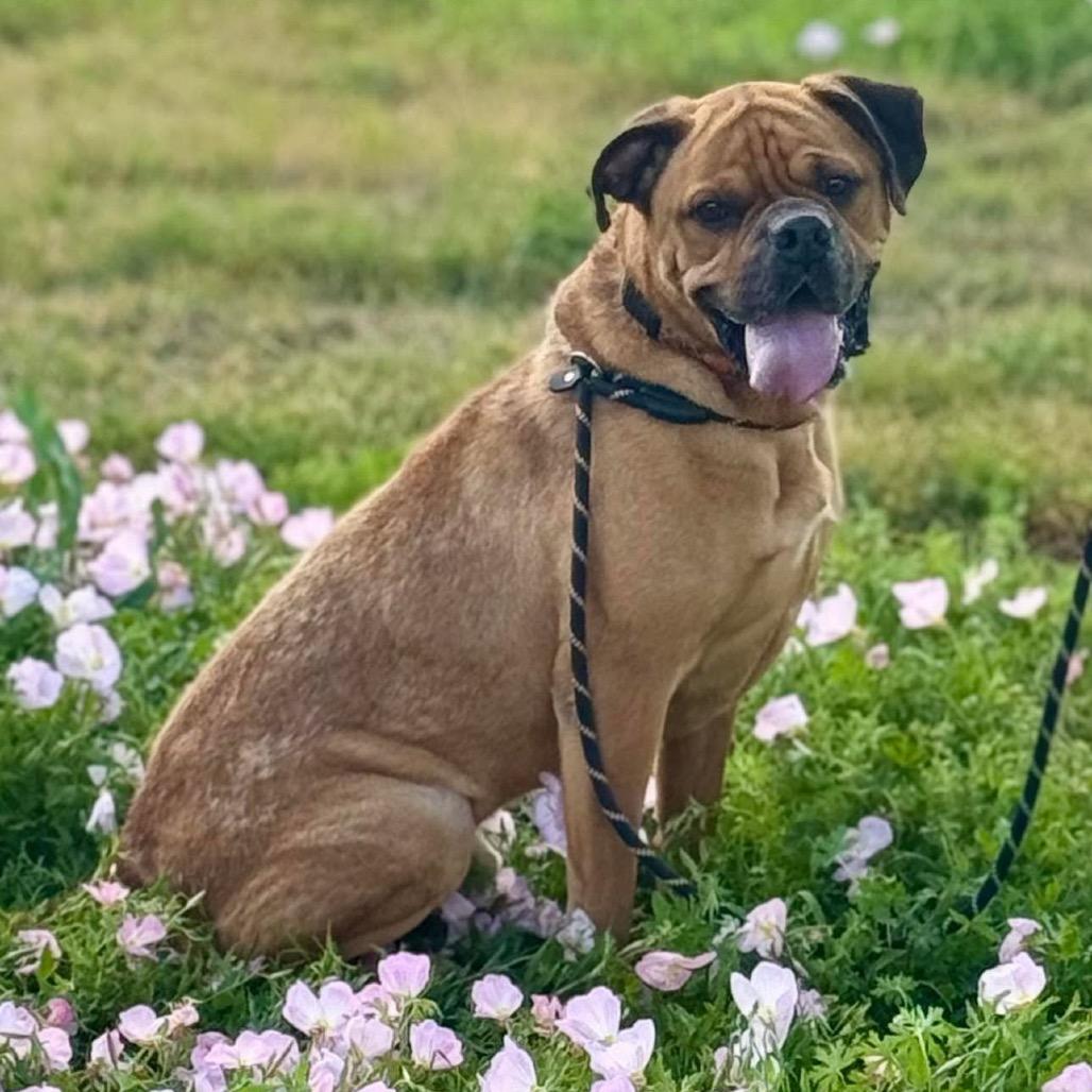 Enlarge Borris, a Adoptable Mixed Breed in Houston, TX image 4/6