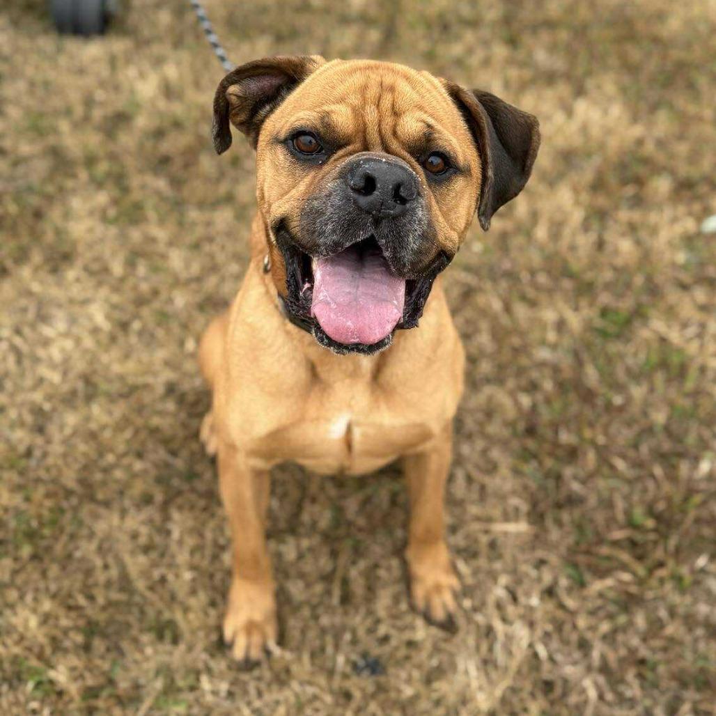 Enlarge Borris, a Adoptable Mixed Breed in Houston, TX image 5/6