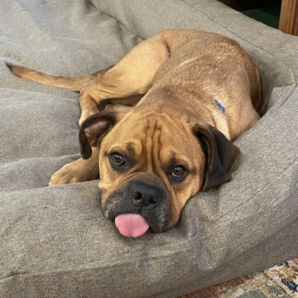 Enlarge Borris, a Adoptable Mixed Breed in Houston, TX image 5/6