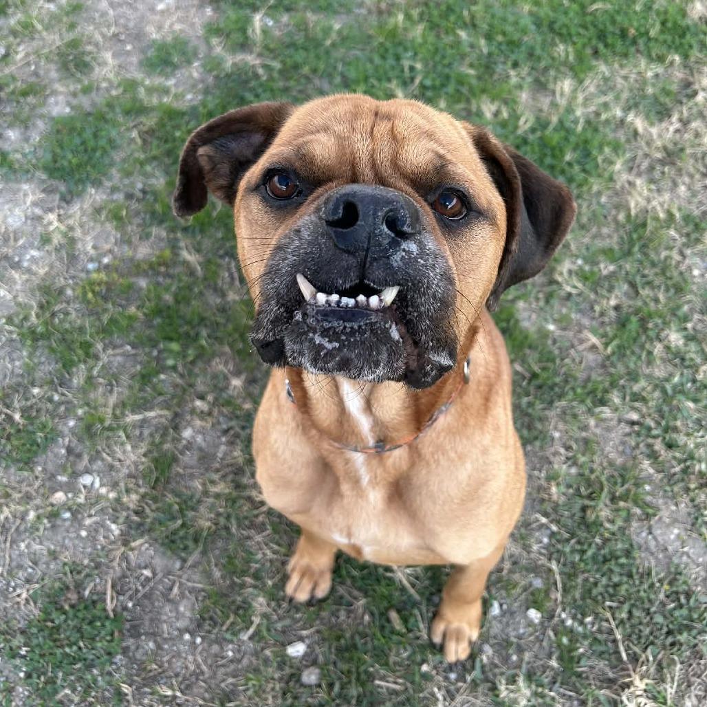 Enlarge Borris, a Adoptable Mixed Breed in Houston, TX image 6/6