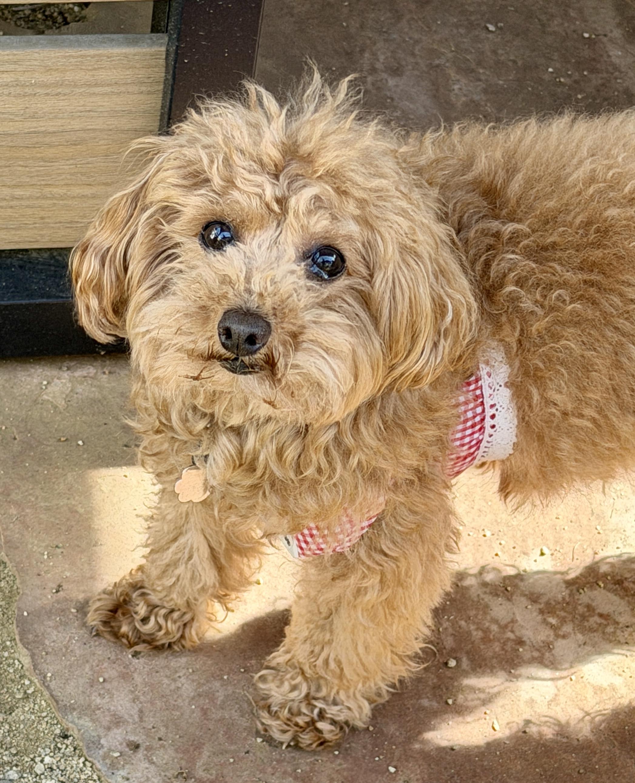 Enlarge Roxy, a Adoptable Poodle in Fremont, CA image 2/2