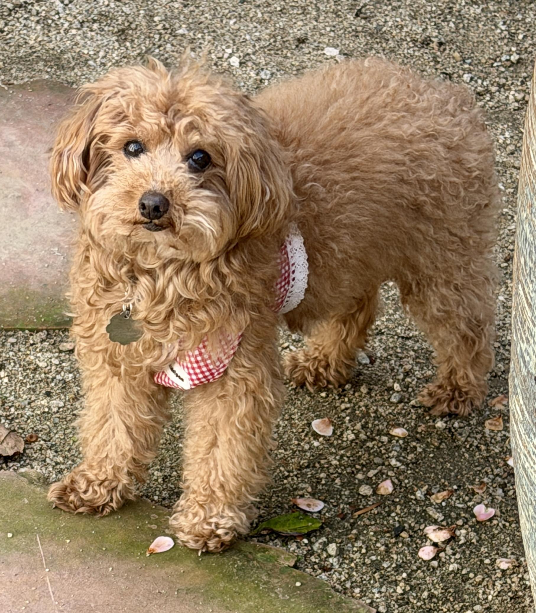 Roxy, Adoptable, Adult Female Poodle.