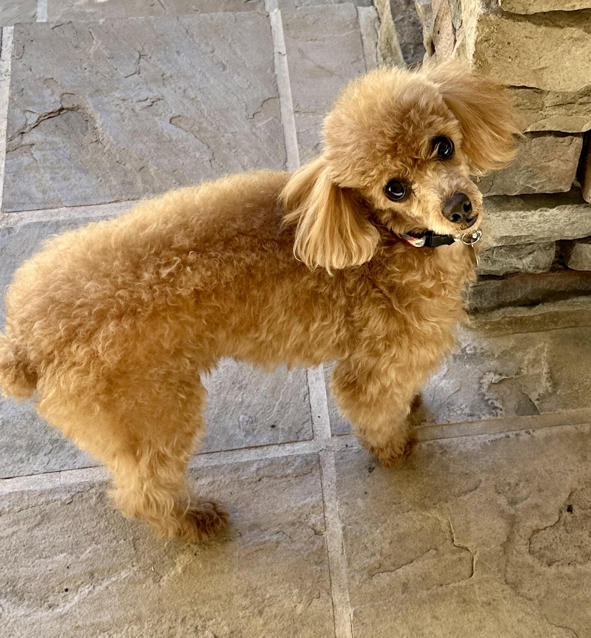 Enlarge Roxy, an adoptable Poodle in Fremont, CA image 4/4