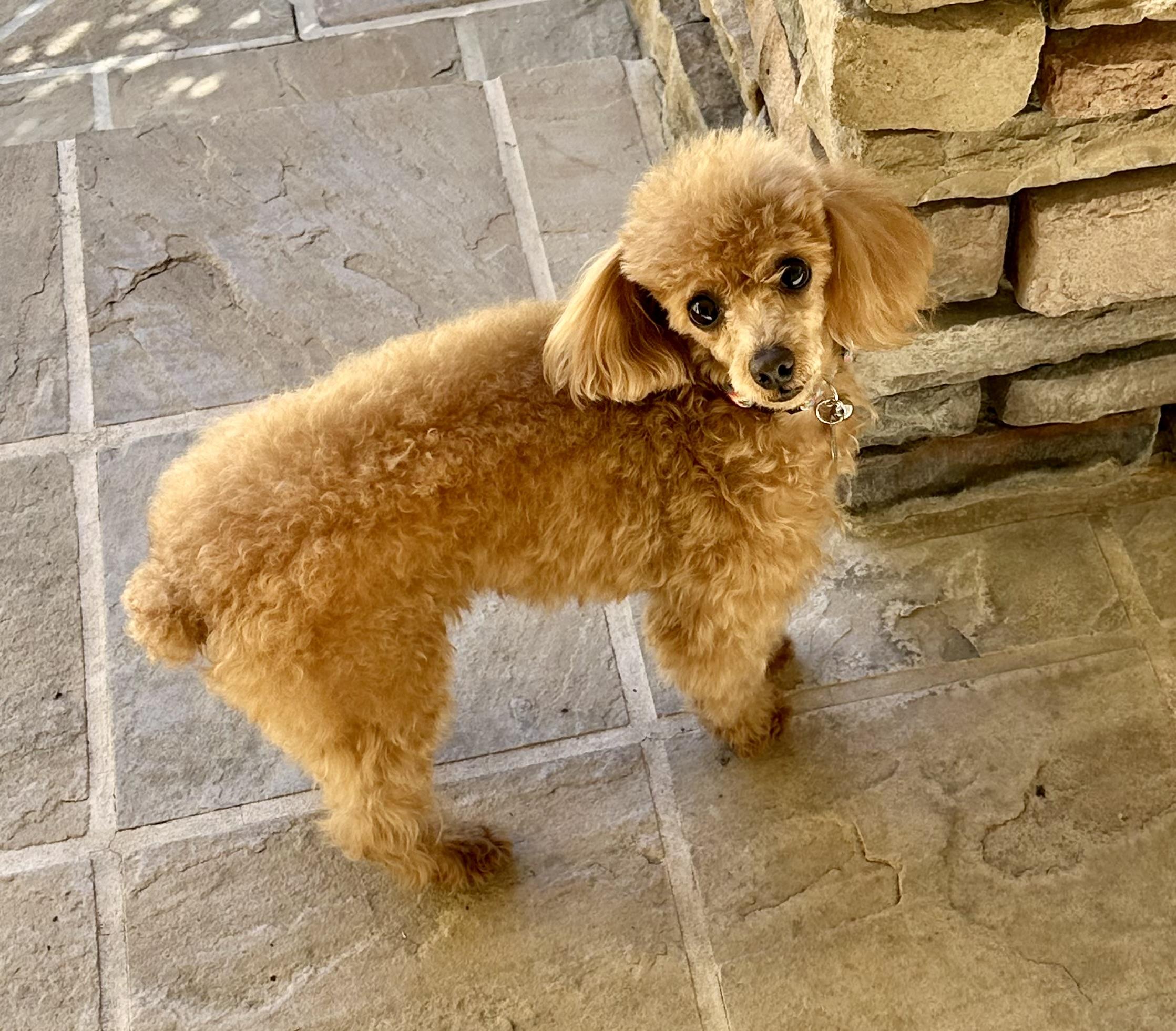 Enlarge Roxy, an adoptable Poodle in Fremont, CA image 1/4
