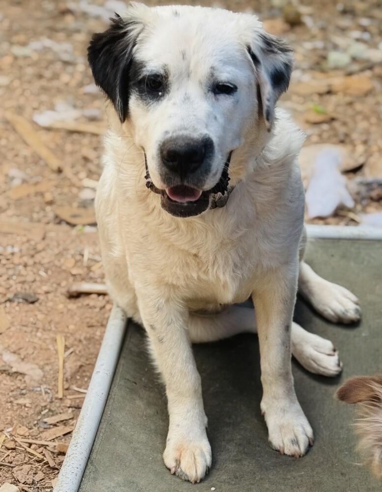 7927 Harley Quinn, Adoptable, Young Female Great Pyrenees & Mixed Breed.
