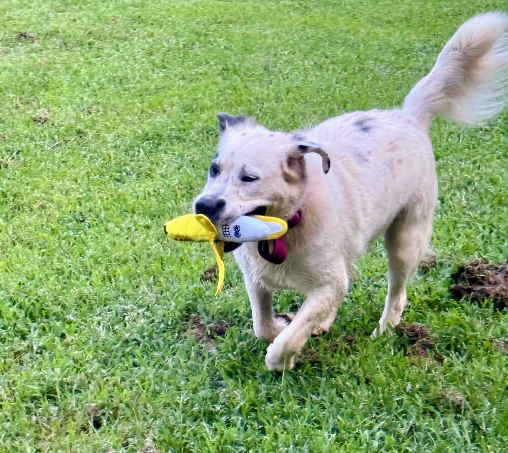 Enlarge 7927 Harley Quinn, a Adoptable mixed breed in Hartwell, GA image 2/3