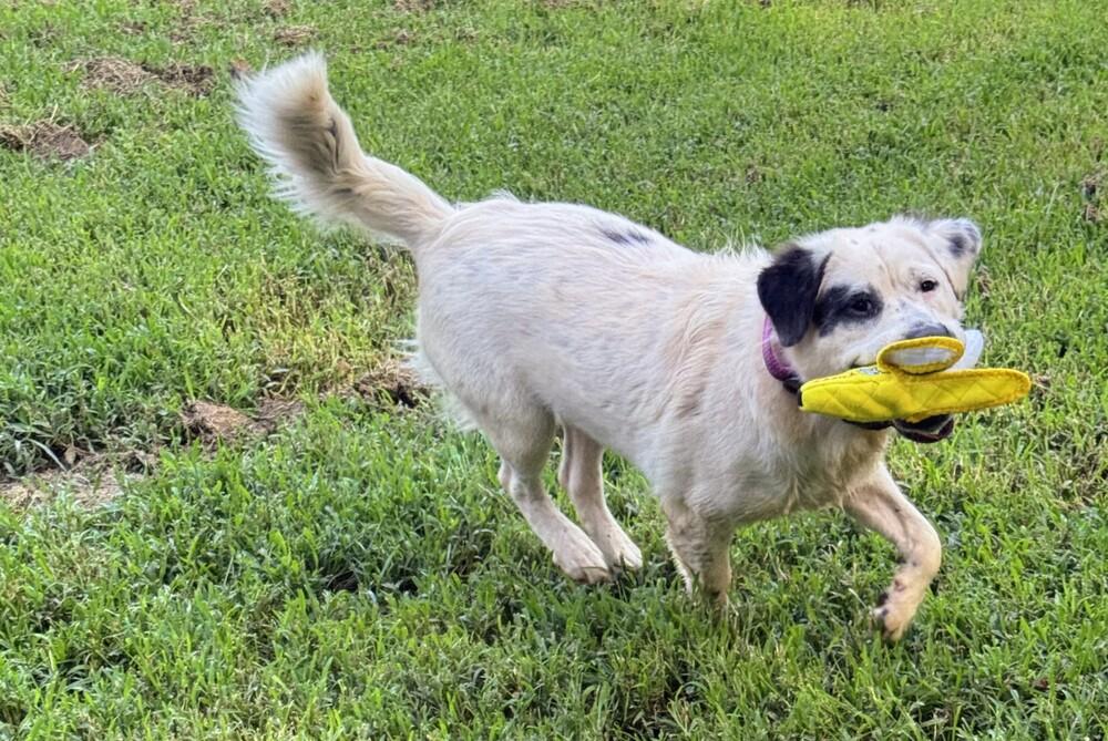 Enlarge 7927 Harley Quinn, a Adoptable mixed breed in Hartwell, GA image 3/3