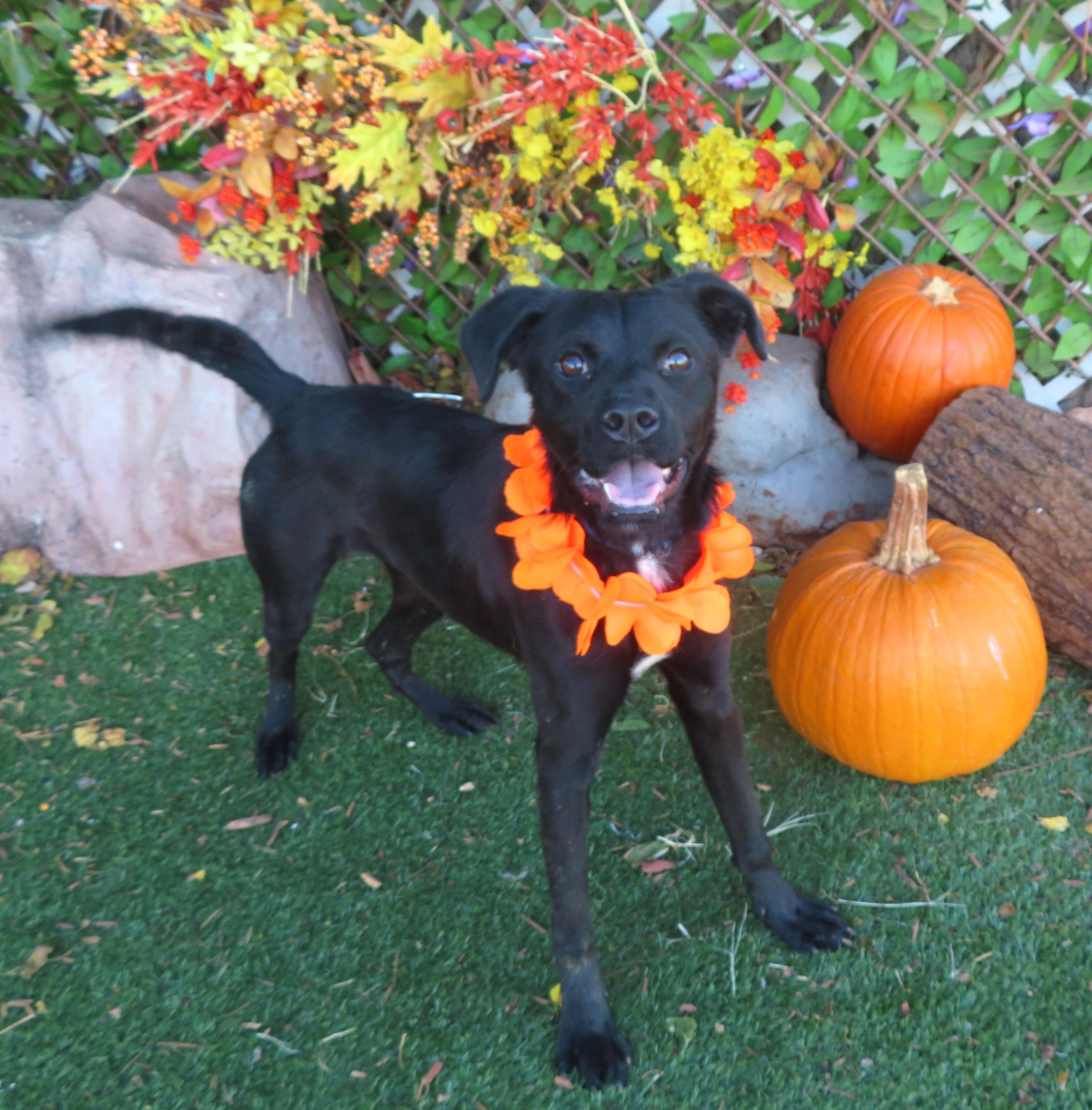 AHKOSA 446409 Housebroken!Only37Pounds