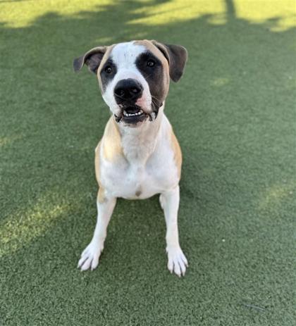 Mark Sloan, Adoptable, Adult Male Pit Bull Terrier & Mixed Breed.