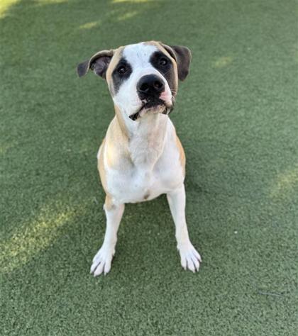 Mark Sloan, a Adoptable mixed breed in Hutchinson, KS image 3/3