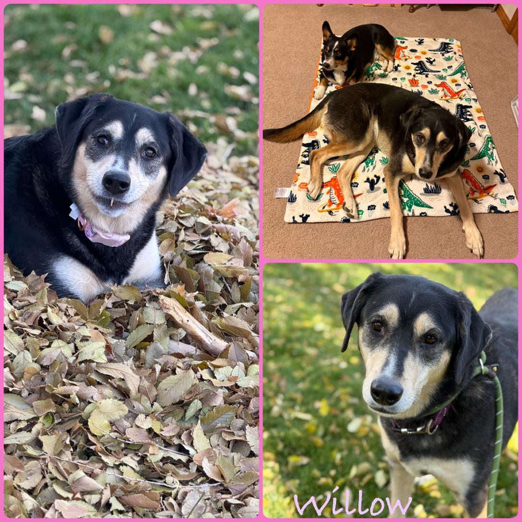 Willow, a Adoptable mixed breed in Idaho Falls, ID image 1/2