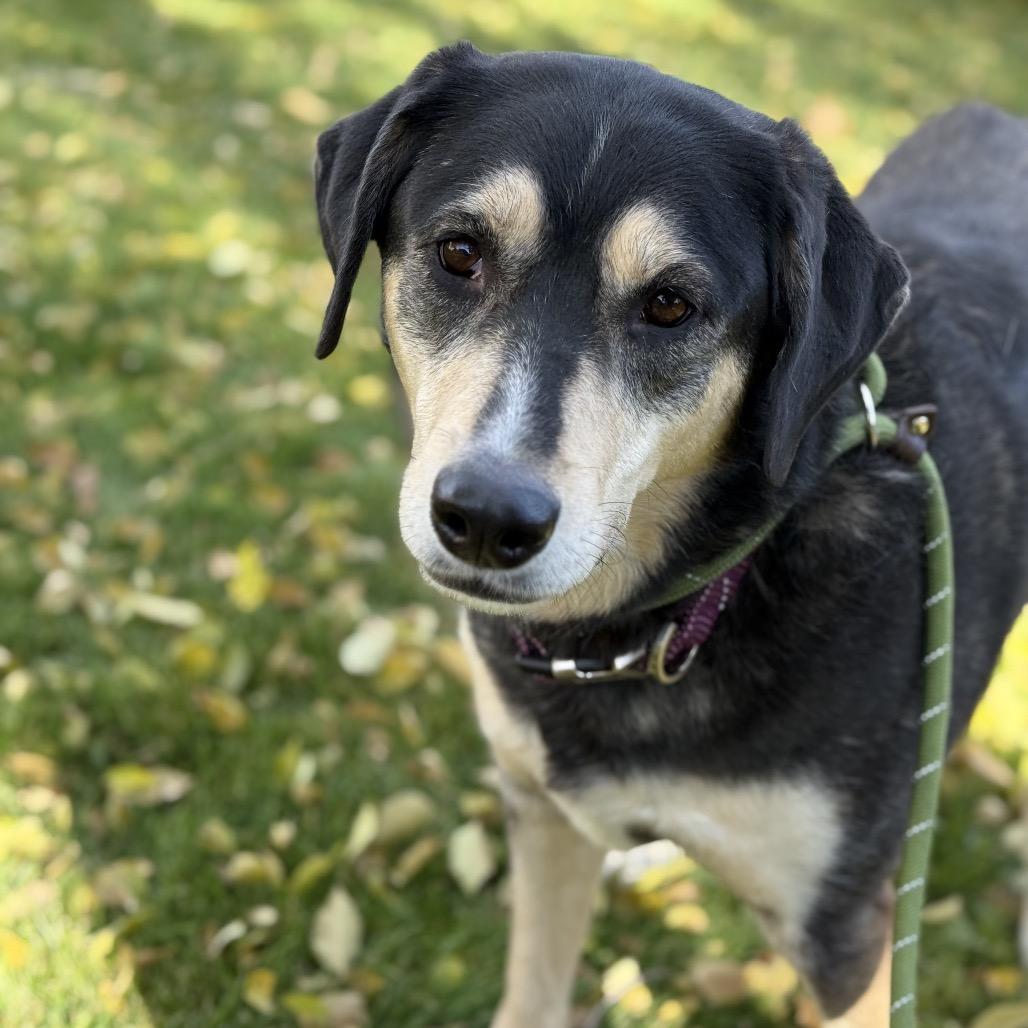 Willow, a Adoptable mixed breed in Idaho Falls, ID image 2/2