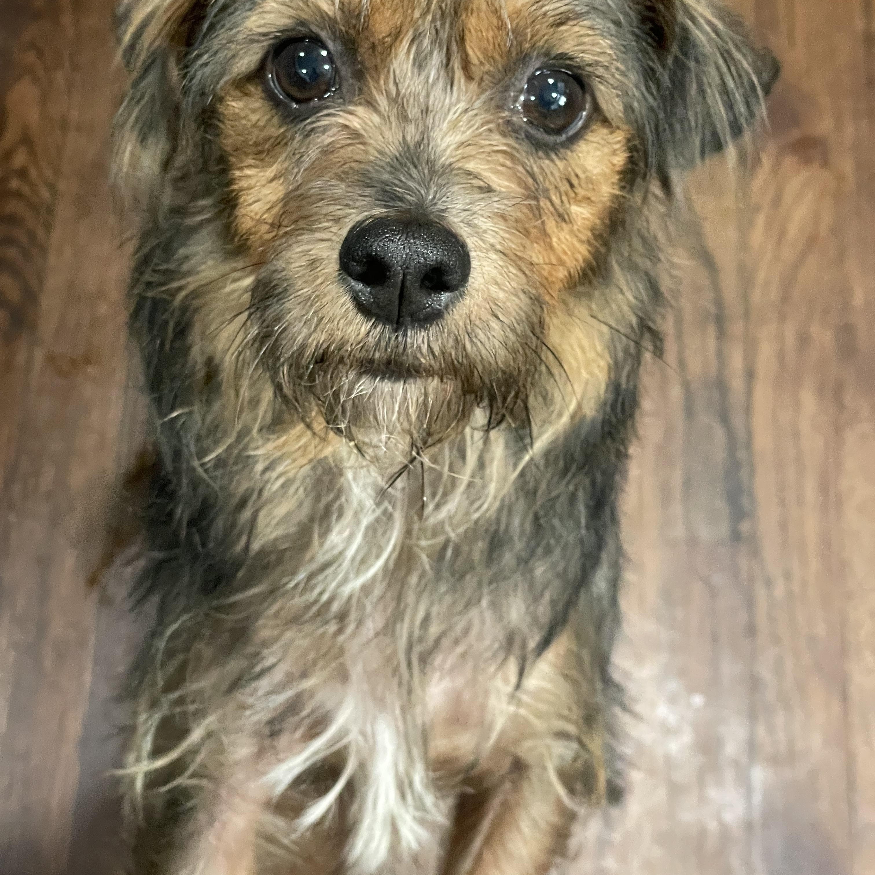 Enlarge Muffin, a Adoptable mixed breed in Charlotte, NC image 1/1