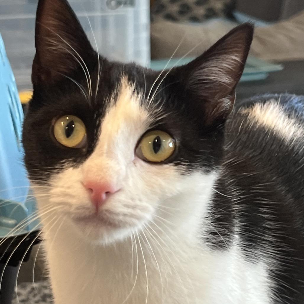 Enlarge *Sia, a Adoptable Domestic Short Hair in Huntsville, AL image 1/6