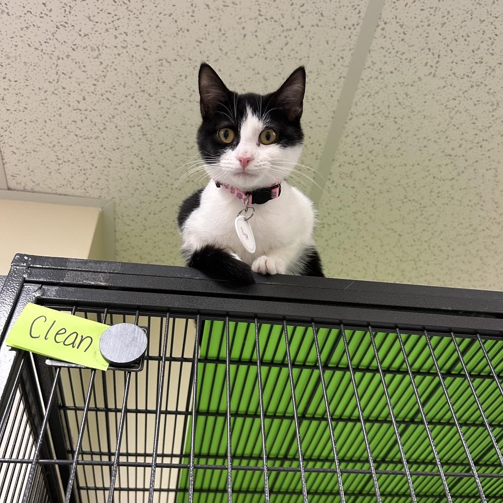 Enlarge *Sia, a Adoptable Domestic Short Hair in Huntsville, AL image 2/6