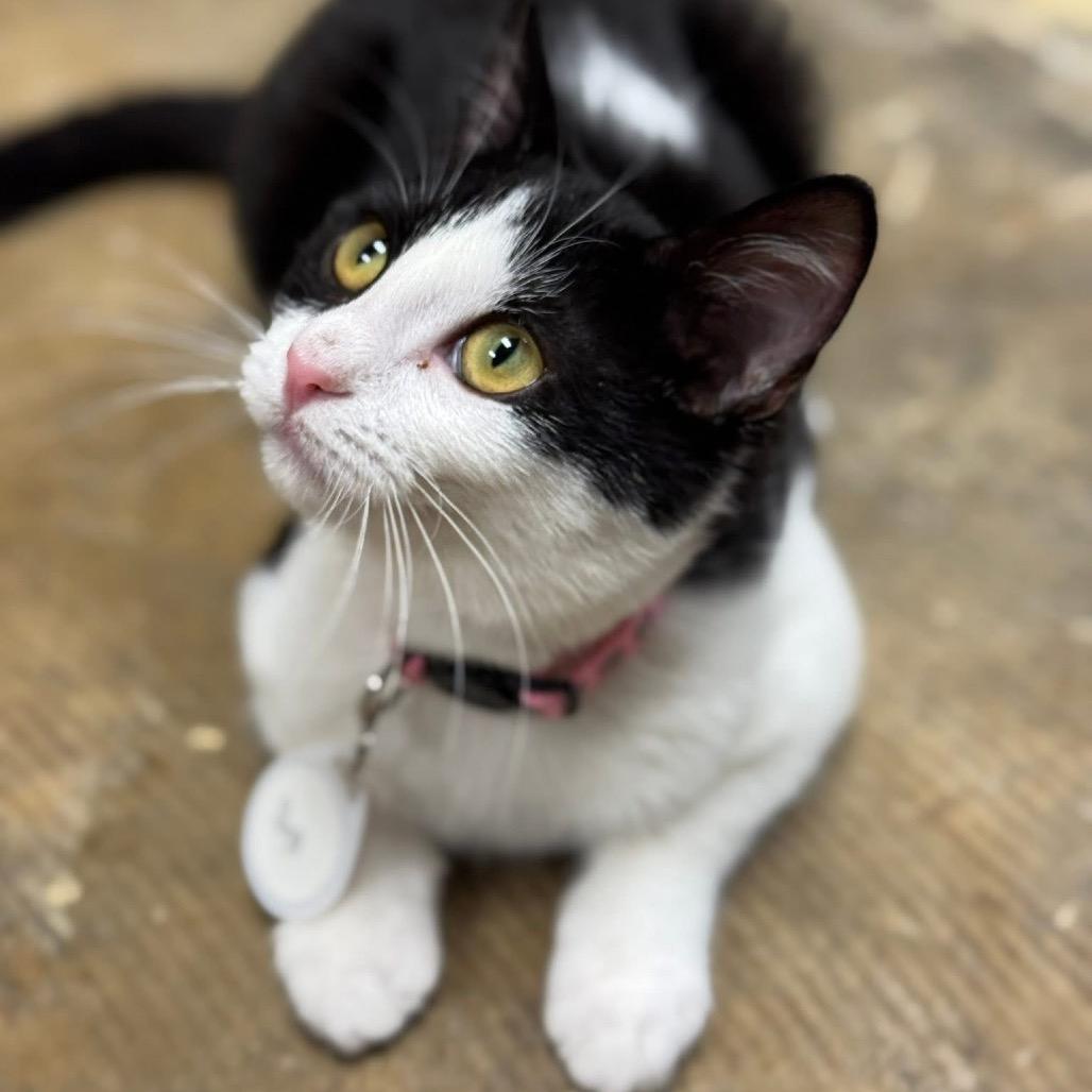 Enlarge *Sia, a Adoptable Domestic Short Hair in Huntsville, AL image 3/6