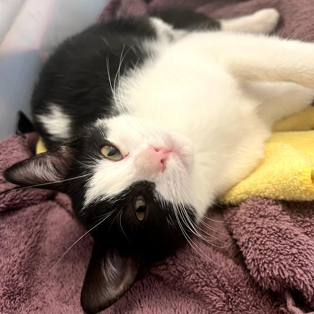 Enlarge *Sia, a Adoptable Domestic Short Hair in Huntsville, AL image 4/6