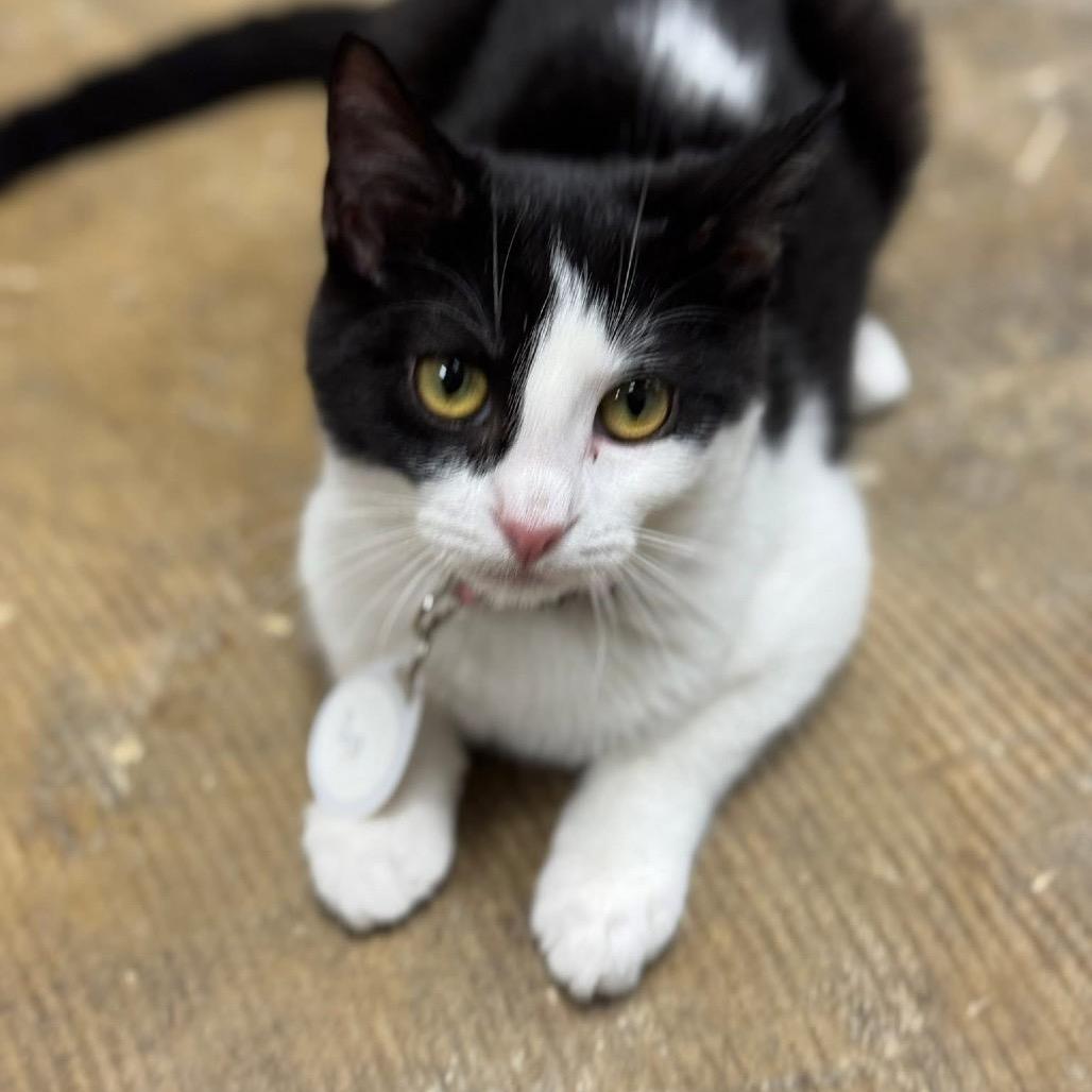 Enlarge *Sia, a Adoptable Domestic Short Hair in Huntsville, AL image 5/6