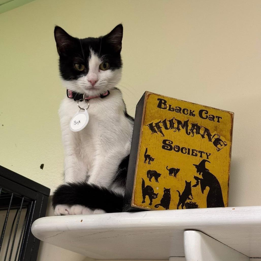 Enlarge *Sia, a Adoptable Domestic Short Hair in Huntsville, AL image 6/6