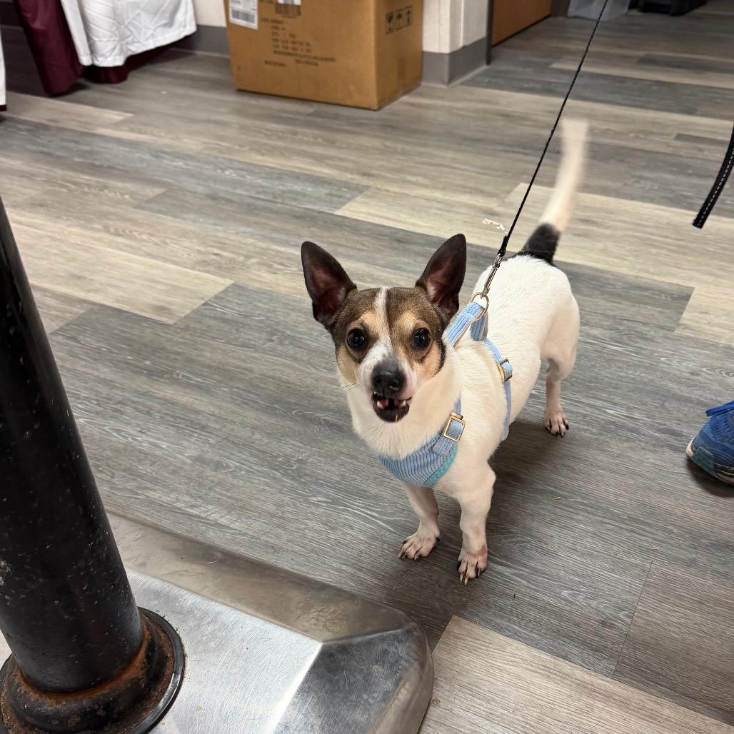 Julian, Adoptable, Adult Male Chihuahua & Jack Russell Terrier.