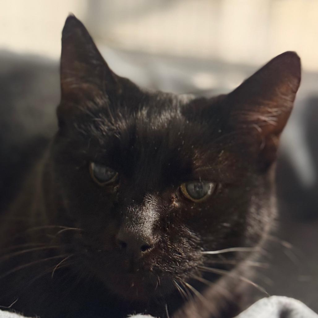 Enlarge Holly, a Adoptable Domestic Short Hair in Redwood Valley, CA image 1/2