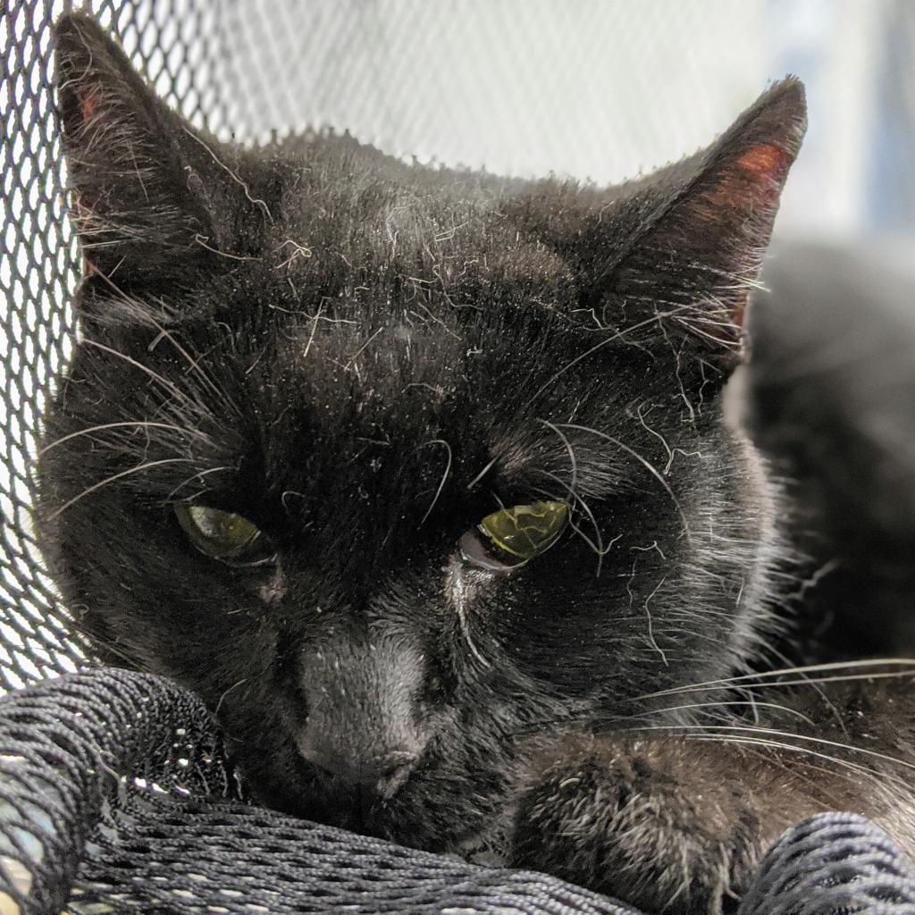 Enlarge Holly, a Adoptable Domestic Short Hair in Redwood Valley, CA image 2/2