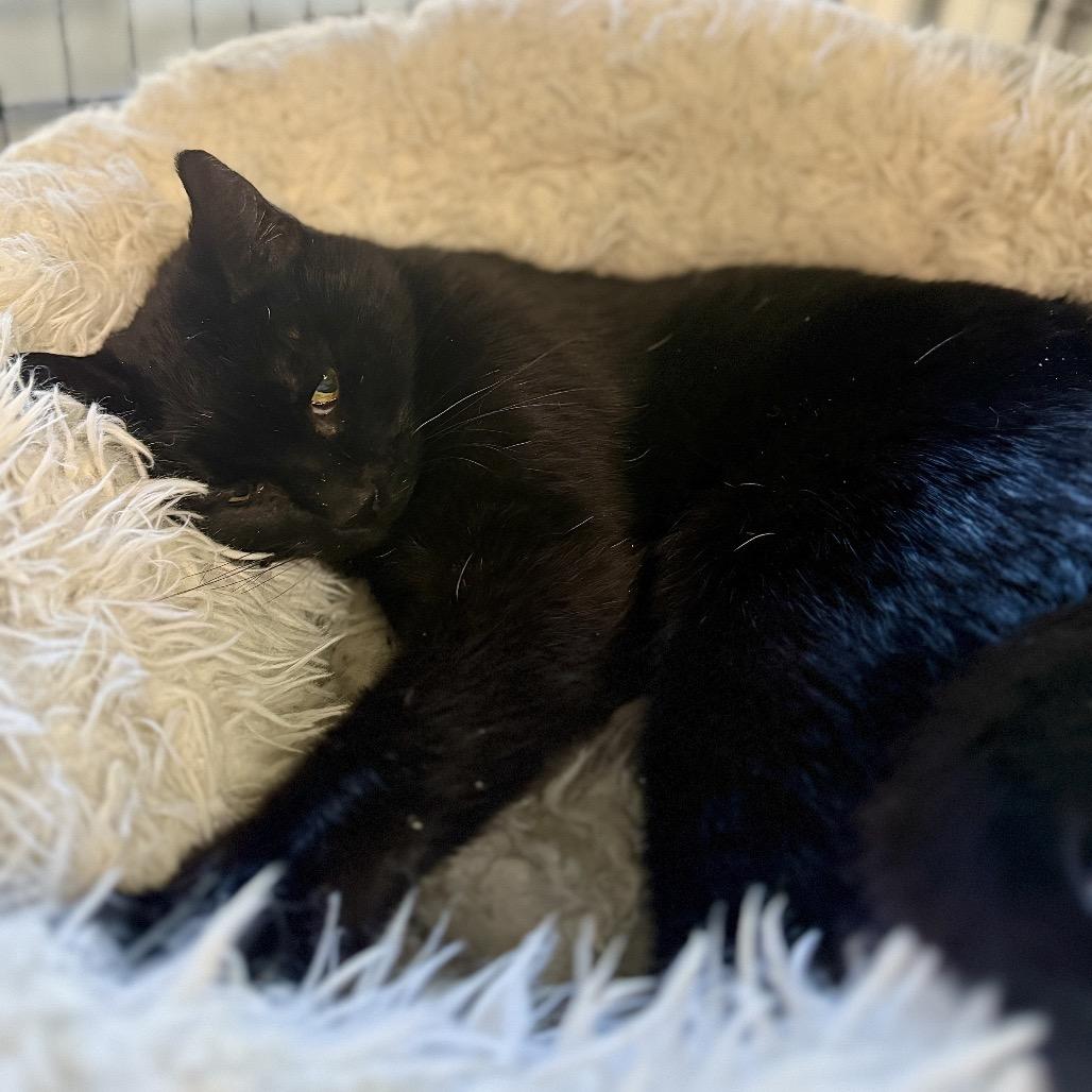 Enlarge Holly, a Adoptable Domestic Short Hair in Redwood Valley, CA image 3/4