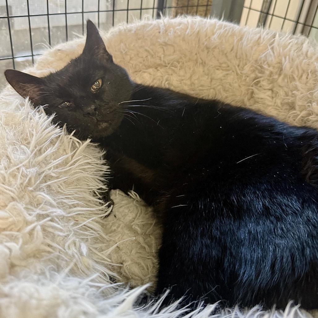 Enlarge Holly, a Adoptable Domestic Short Hair in Redwood Valley, CA image 4/4