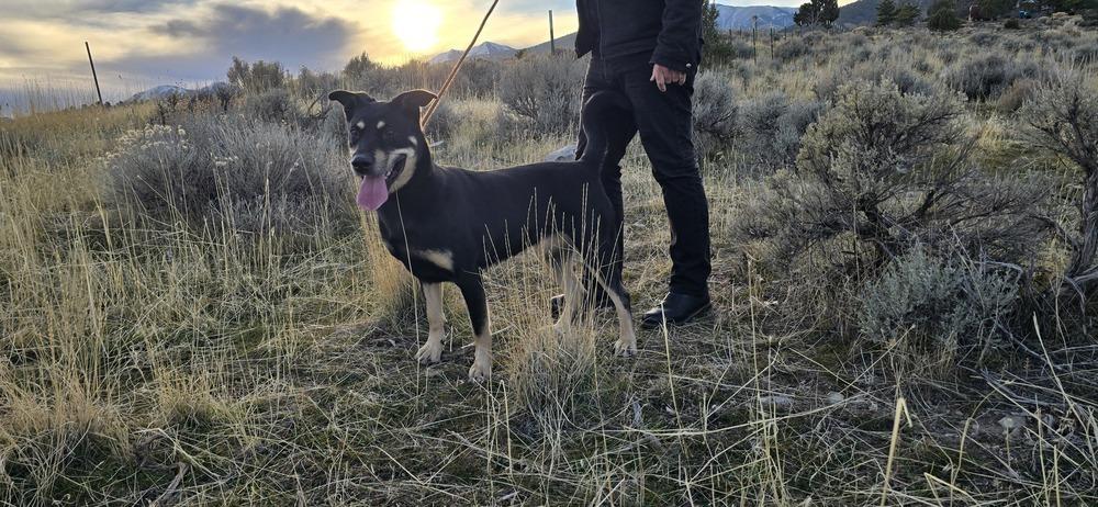 Maple, Adoptable, Adult Female German Shepherd Dog & Husky.