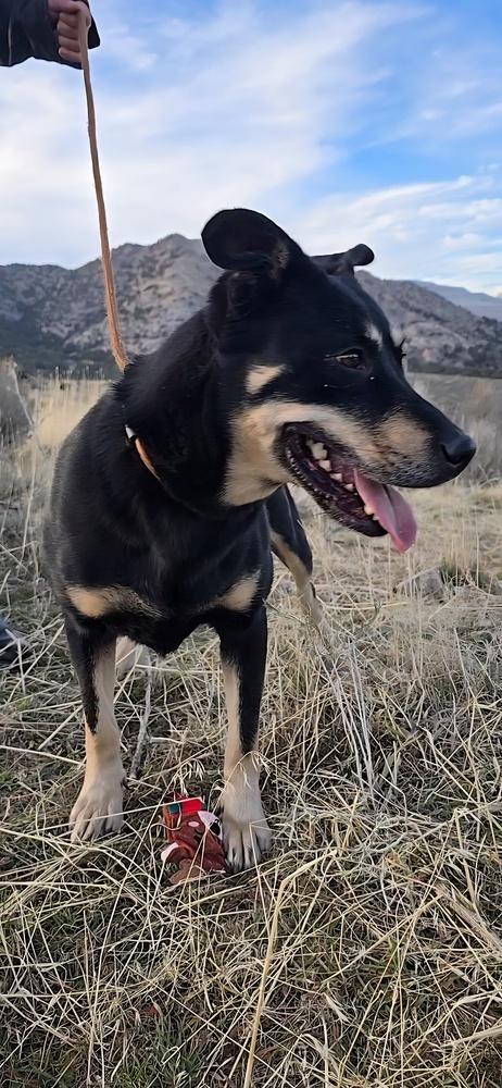 Enlarge Maple, a Adoptable mixed breed in Draper, UT image 2/6