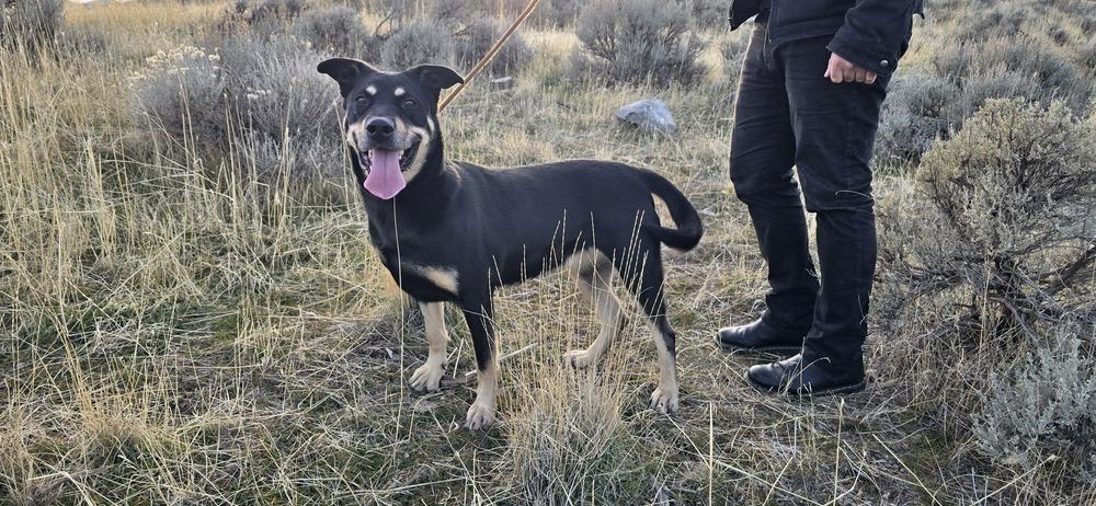 Enlarge Maple, a Adoptable mixed breed in Draper, UT image 5/6