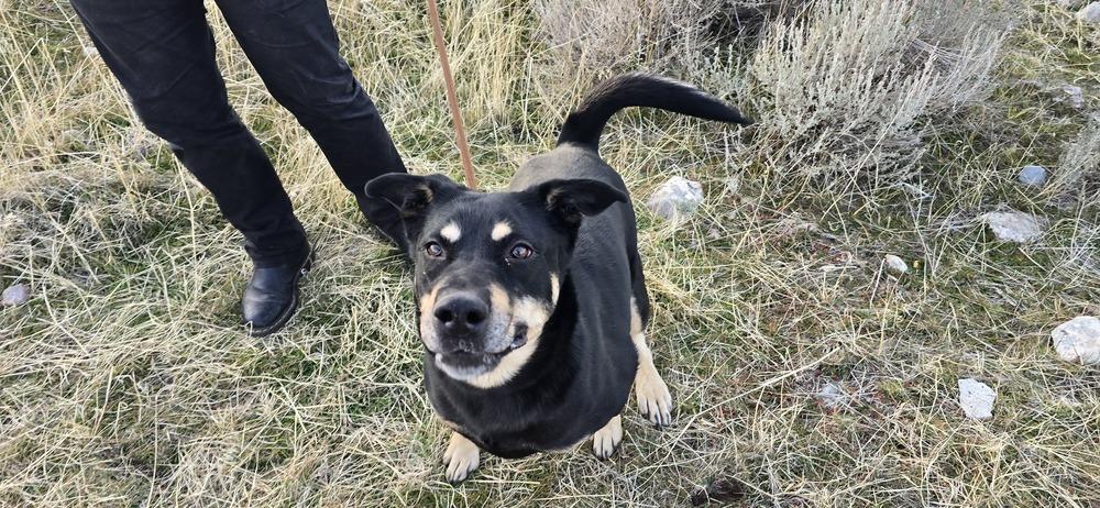 Enlarge Maple, a Adoptable mixed breed in Draper, UT image 6/6