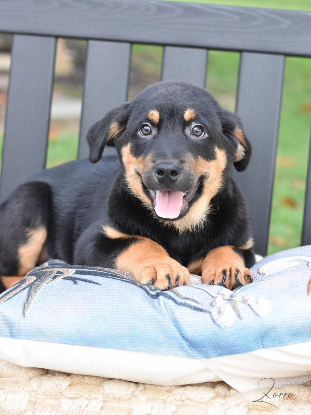 Zorro, adopted, Puppy Male Labrador Retriever.