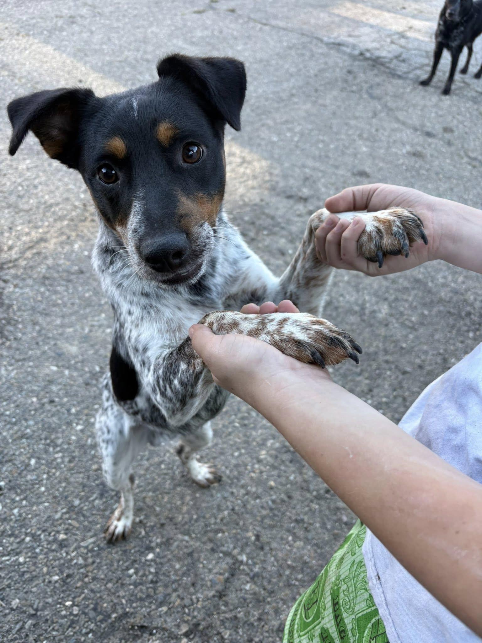 George, Adoptable, Young Male Australian Cattle Dog / Blue Heeler.