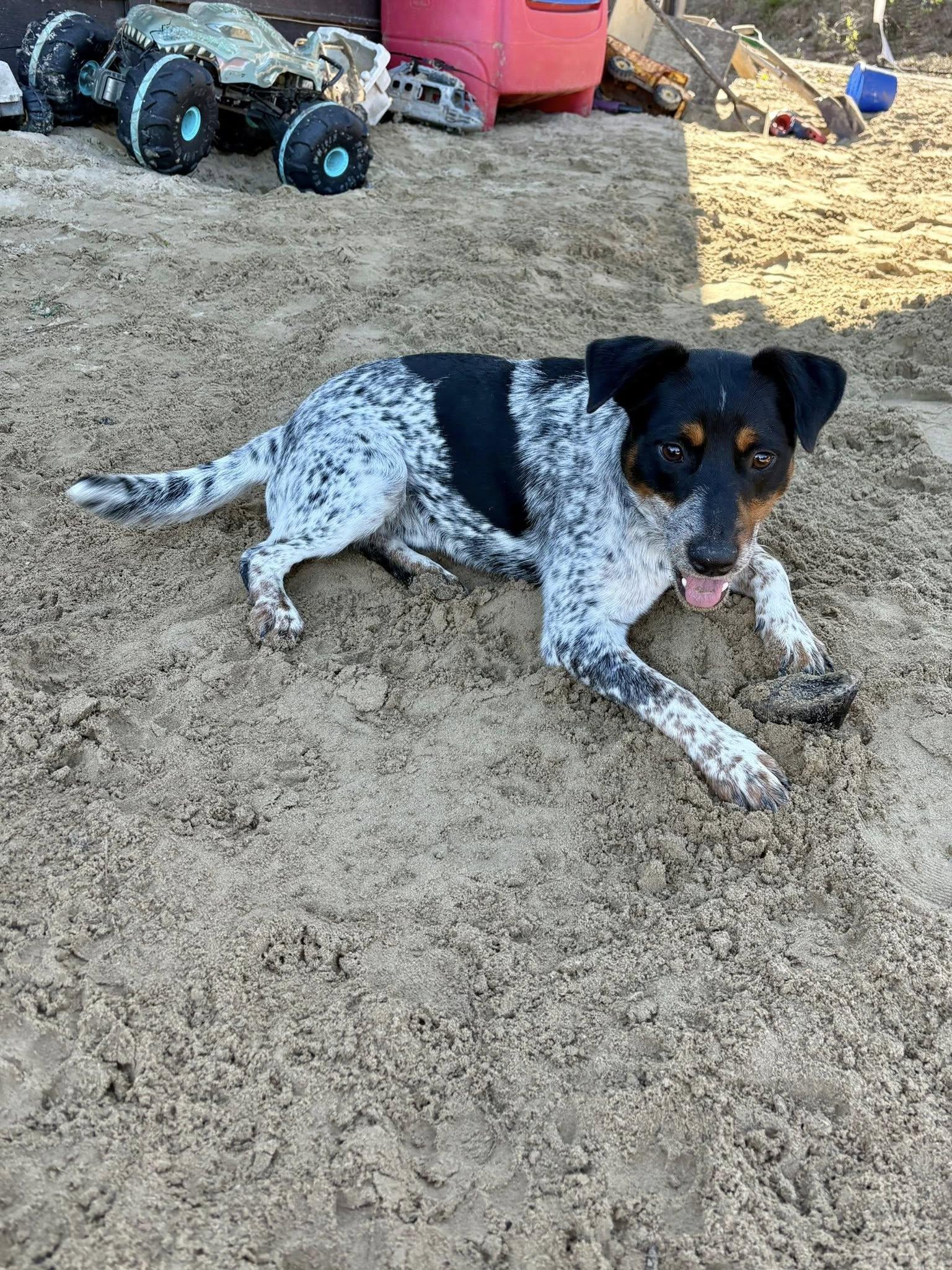 Enlarge George, a Adoptable Australian Cattle Dog / Blue Heeler in Paso Robles, CA image 2/3