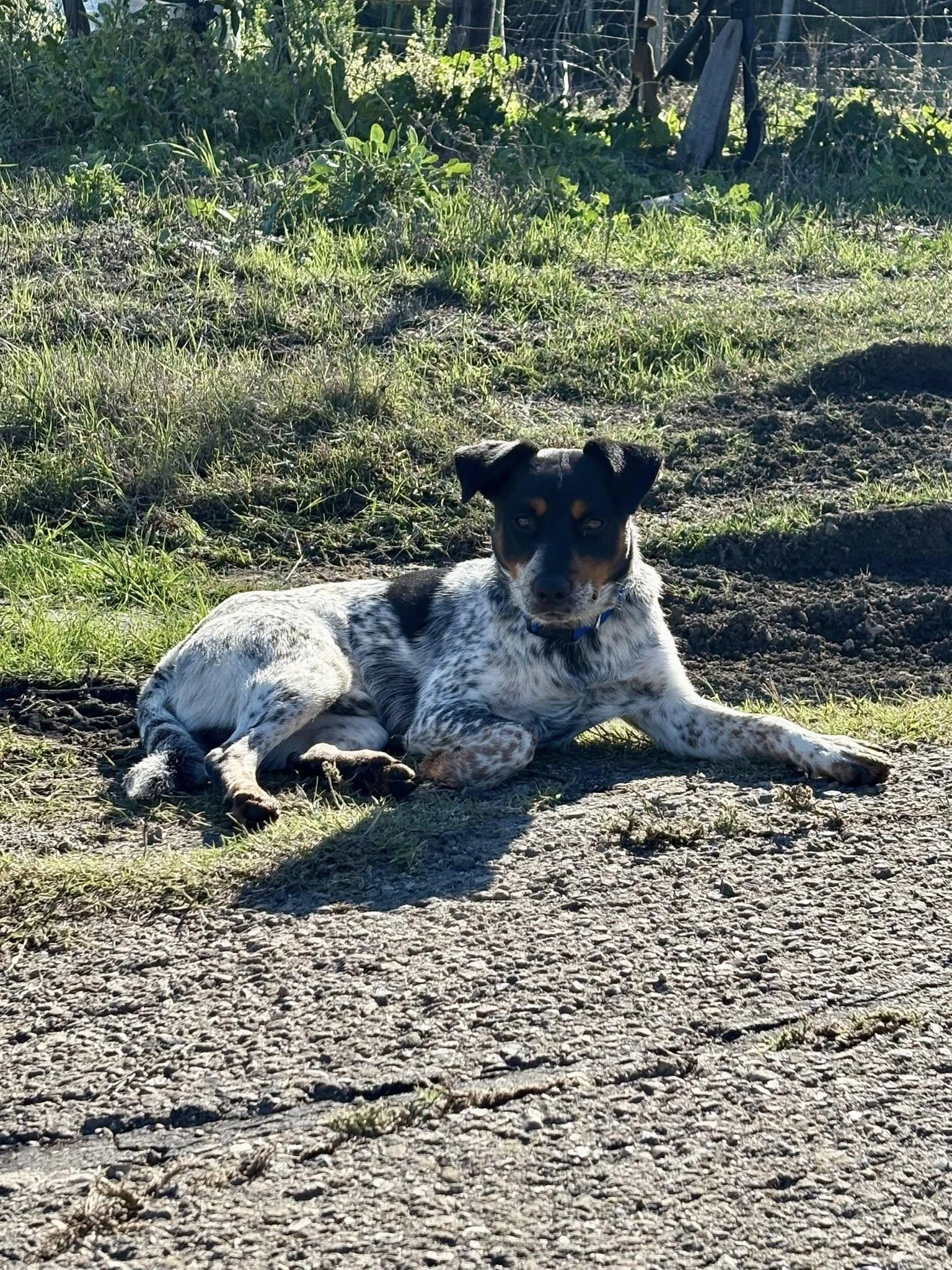 Enlarge George, a Adoptable Australian Cattle Dog / Blue Heeler in Paso Robles, CA image 3/3