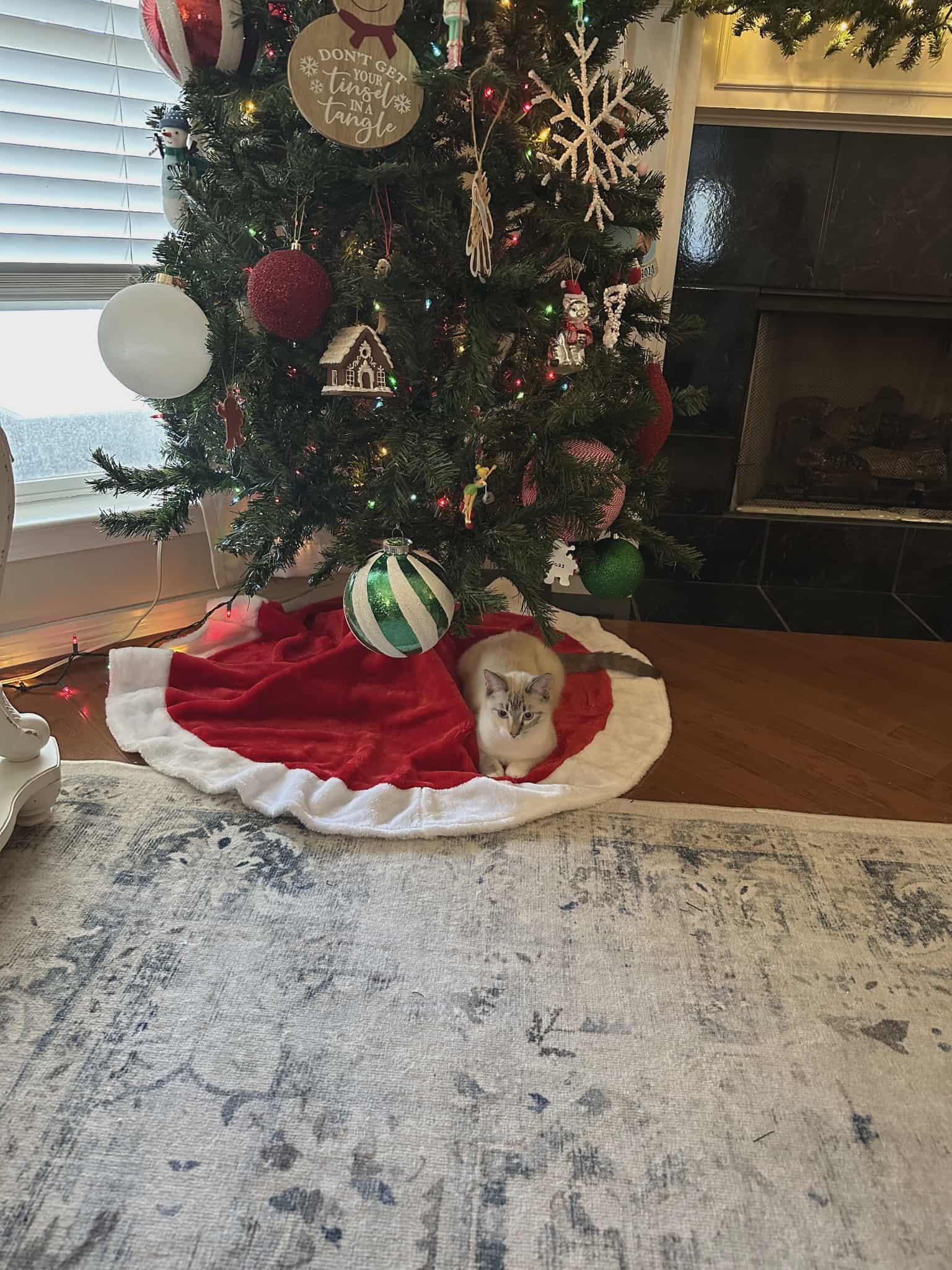 Enlarge Lila, a ADOPTABLE mixed breed in farmington, CT image 3/3