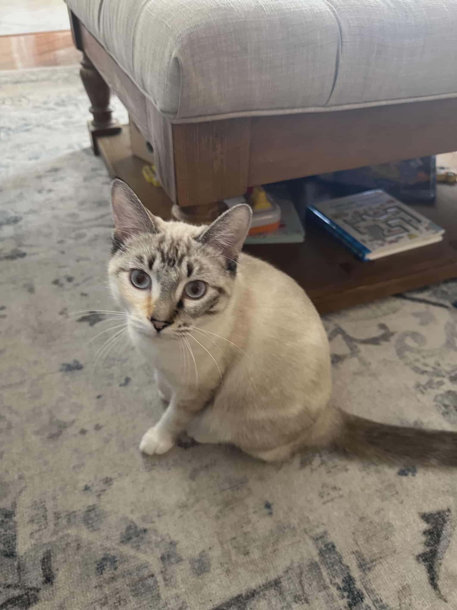 Lila, ADOPTABLE, Young Female Siamese.