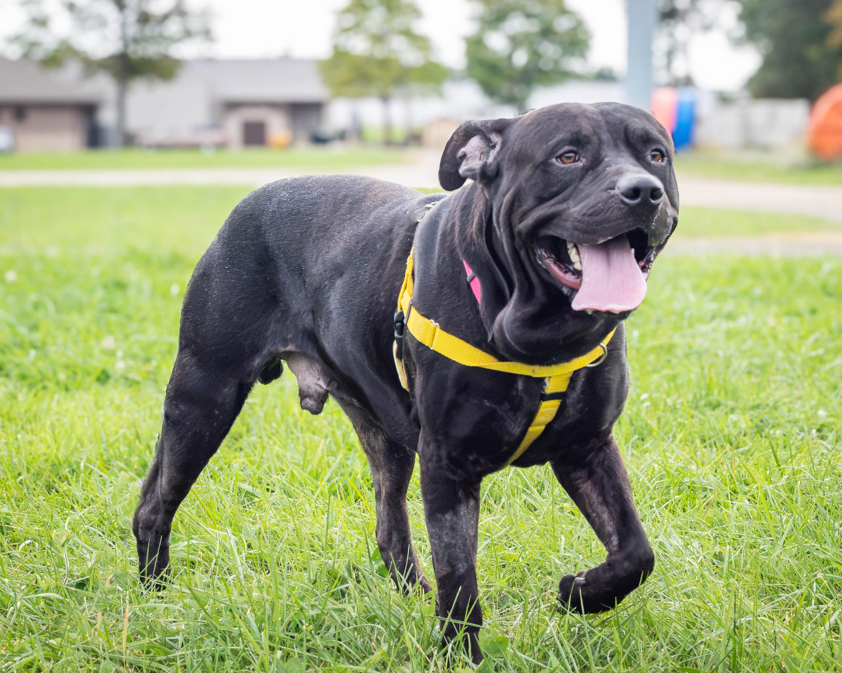 Gizmo, Adoptable, Adult Male Mixed Breed & Staffordshire Bull Terrier.